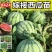 8424西瓜苗甜王西瓜苗自根系嫁接系