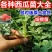 8424西瓜苗甜王西瓜苗自根系嫁接系