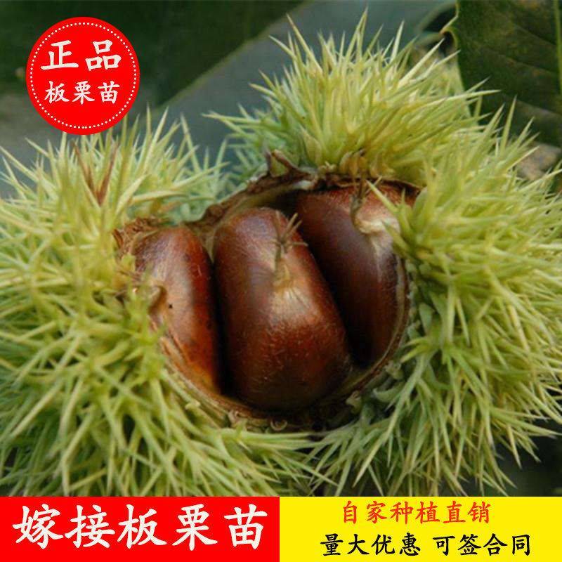 板栗树苗嫁接迁西大红袍板栗树苗当年结果特大南方北方抗寒冻