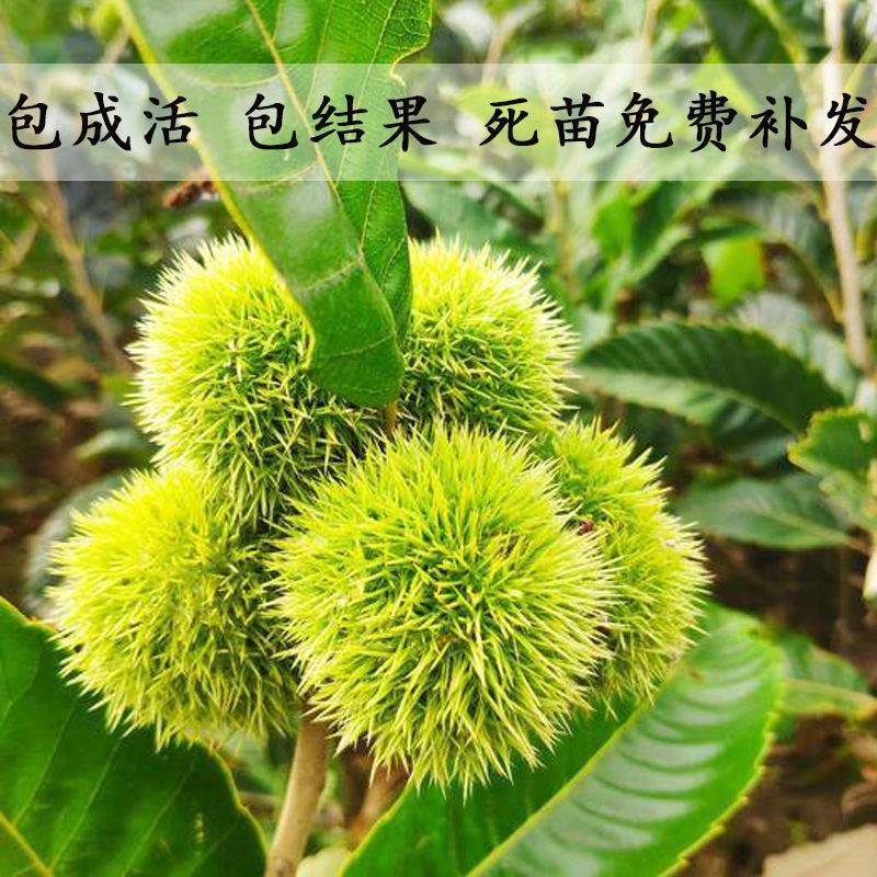 板栗树苗嫁接迁西大红袍板栗树苗当年结果特大南方北方抗寒冻