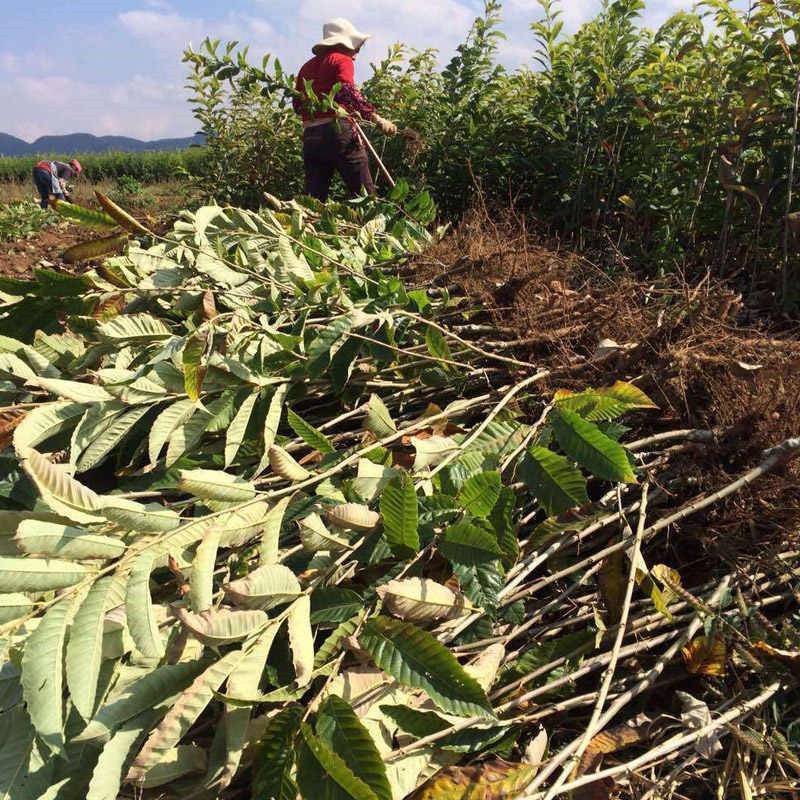 板栗树苗嫁接迁西大红袍板栗树苗当年结果特大南方北方抗寒冻