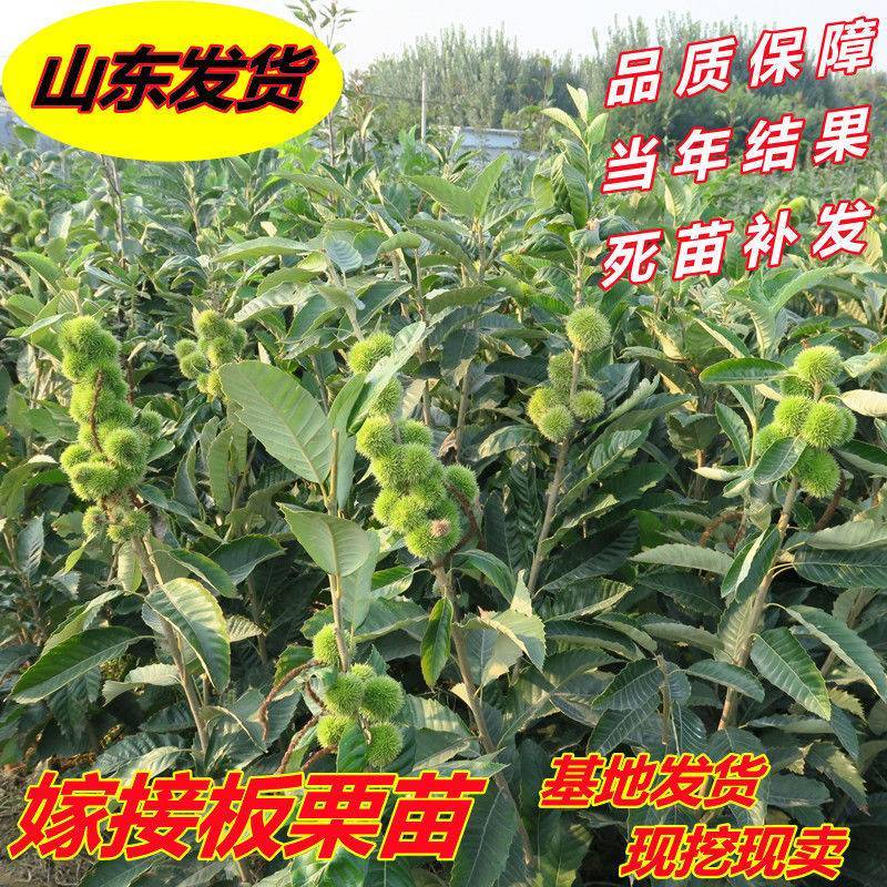 板栗树苗嫁接迁西大红袍板栗树苗当年结果特大南方北方抗寒冻