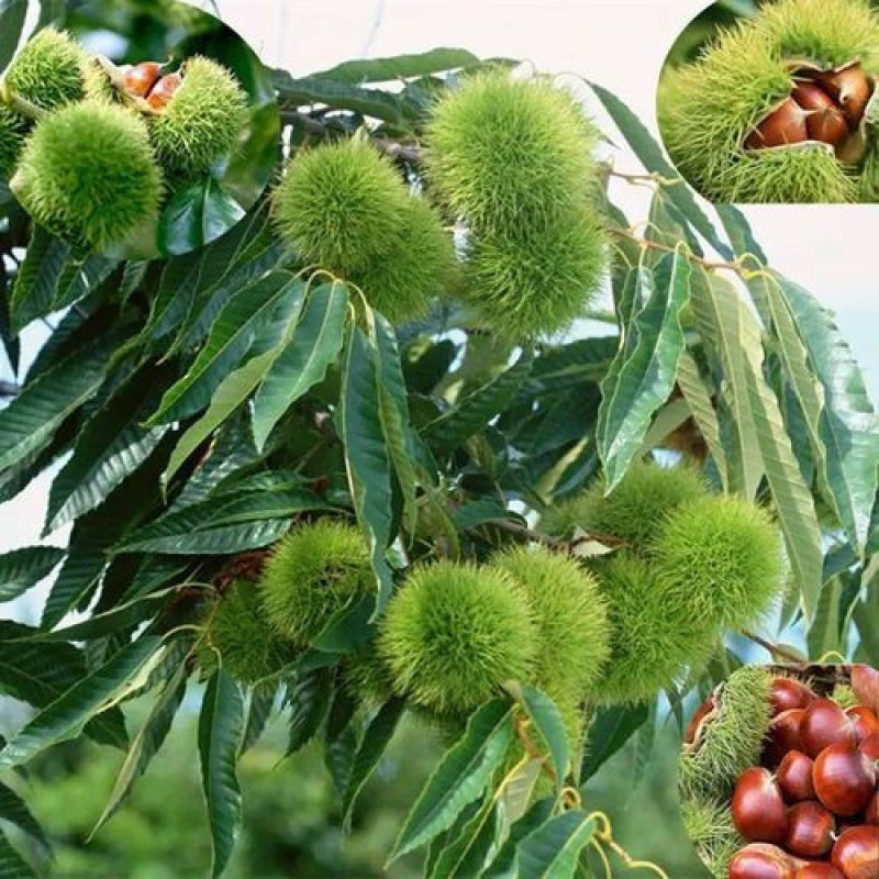板栗树苗嫁接迁西大红袍板栗树苗当年结果特大南方北方抗寒冻