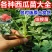 甜王西瓜苗8424西瓜苗自根系嫁接系