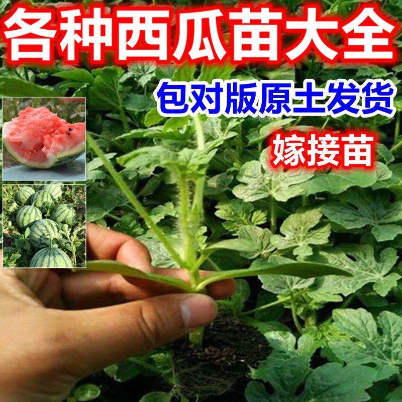 甜王西瓜苗8424西瓜苗自根系嫁接系