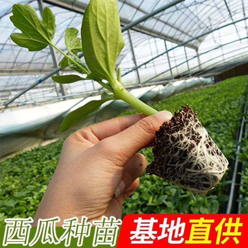 甜王西瓜苗8424西瓜苗自根系嫁接系