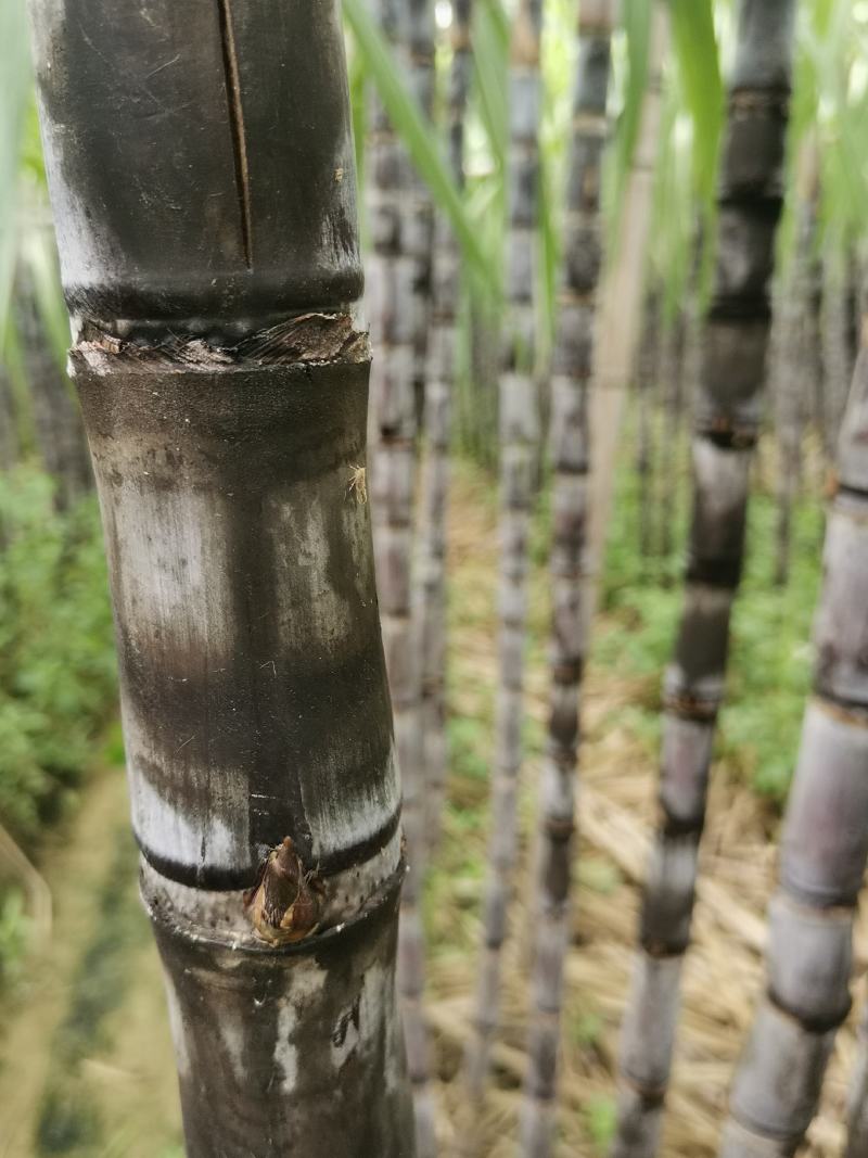 广东正宗黑皮甘蔗产地直销，口感清甜，量大从优