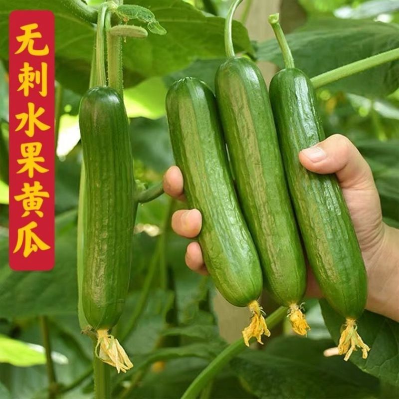 水果小黄瓜种苗嫁接苗，产量高无刺水果小黄苗一级苗