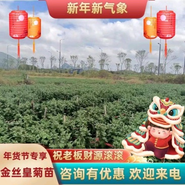 金丝皇菊苗徽州皇菊苗优质苗黄山贡菊苗提供种植技术