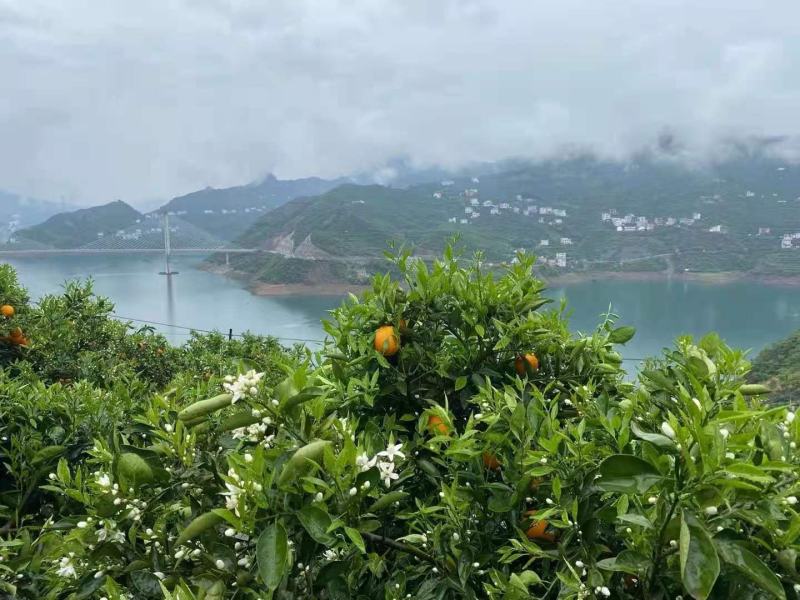 中华红橙血橙长虹脐橙九月红果冻橙基地果园直供保质保量