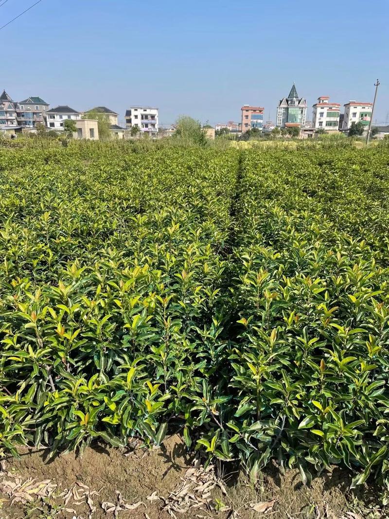 法国冬青新农村行道风景公园绿化植树造林占地用苗房地产绿