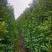 法国冬青新农村行道风景公园绿化植树造林占地用苗房地产绿