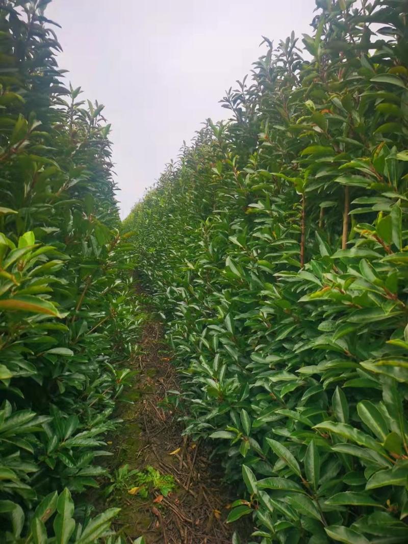 法国冬青新农村行道风景公园绿化植树造林占地用苗房地产绿