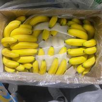 精品香蕉价格便宜