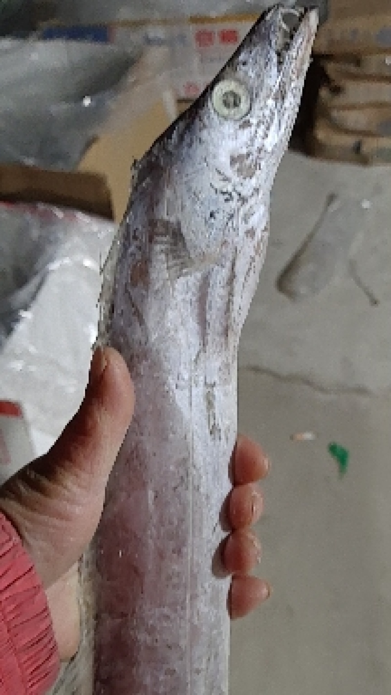 干冰带鱼！没有冰新货净17斤！大中小都有！量大从优！