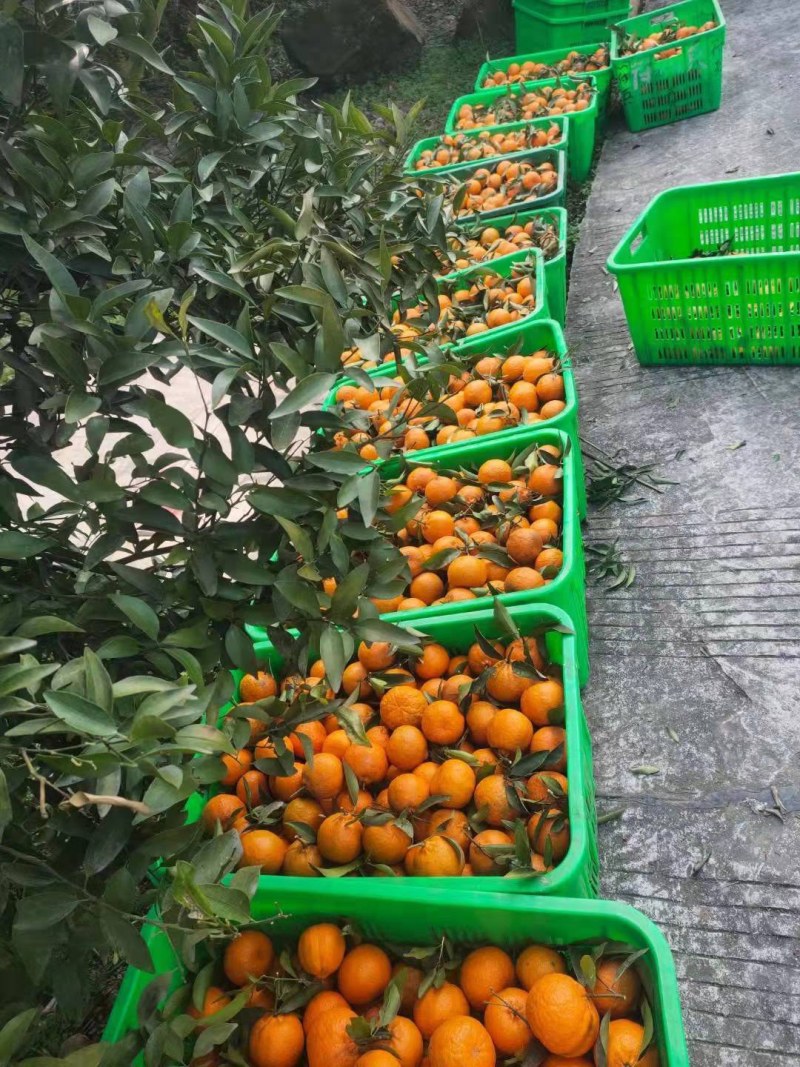 晚芦，口感很甜，水分很足，果面很干净，货量很充足哦，晚椪