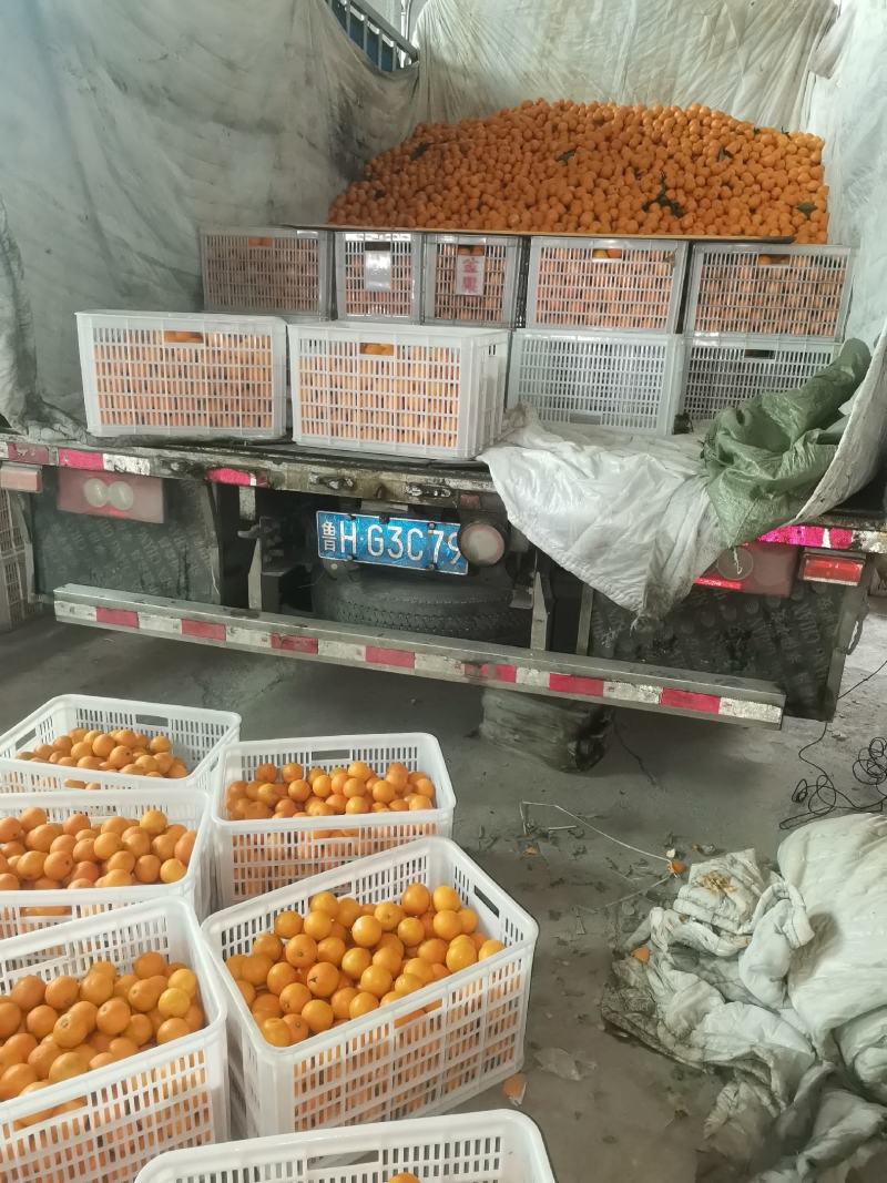 血橙苗塔罗科血橙苗中华血橙苗，自有挂果园采枝嫁接育苗
