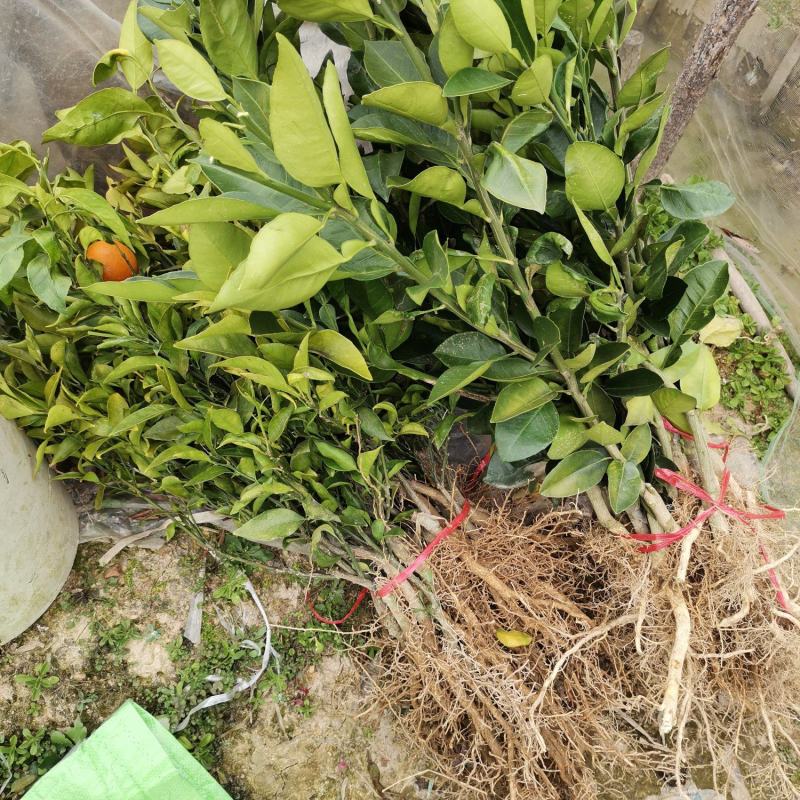 血橙苗塔罗科血橙苗中华血橙苗，自有挂果园采枝嫁接育苗