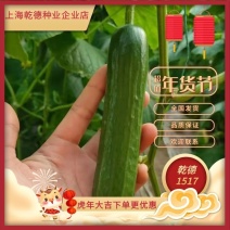 【包邮】乾德1517登记品种口感无刺水果黄瓜