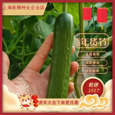 【包邮】乾德1517登记品种口感无刺水果黄瓜