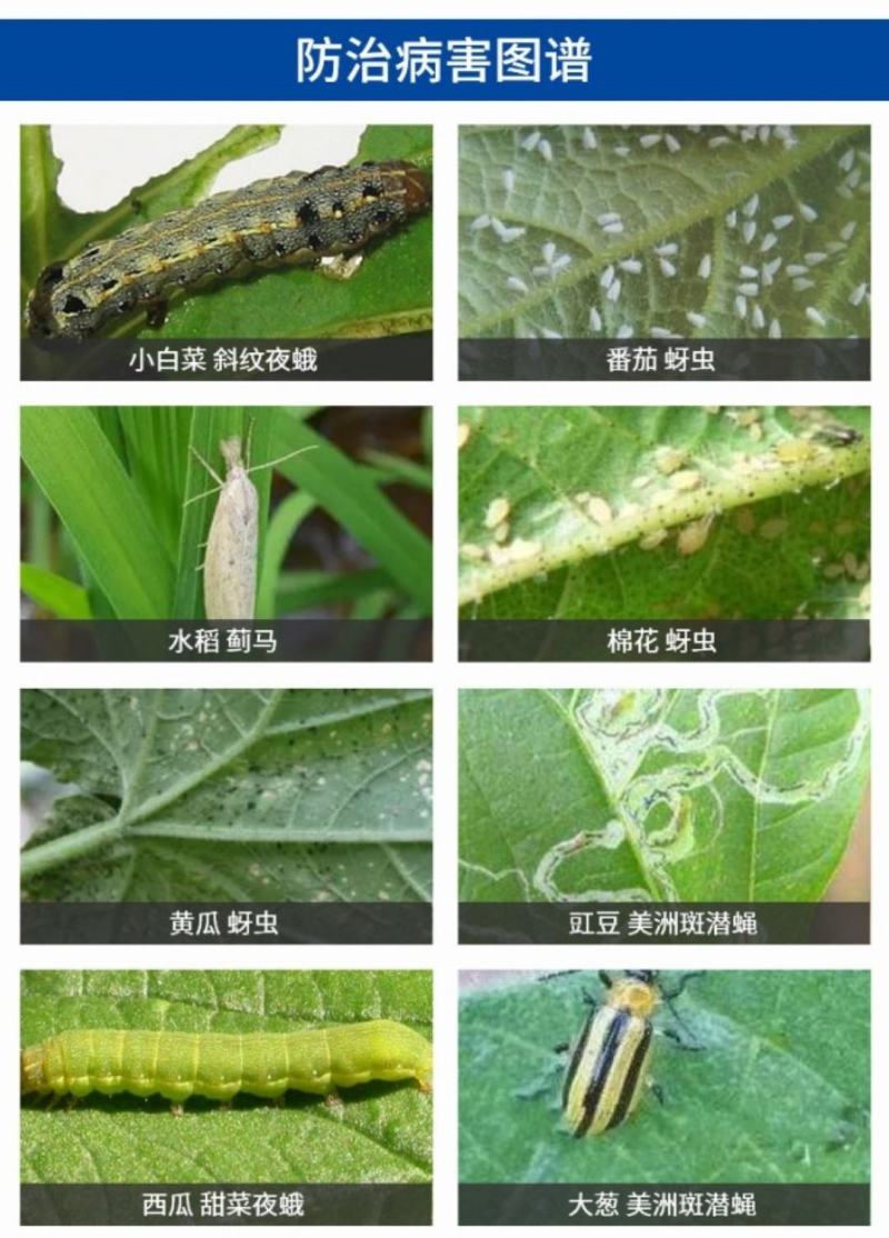 倍内威10%溴氰虫酰胺杀虫剂蚜虫蓟马飞虱斑潜蝇
