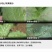 倍内威10%溴氰虫酰胺杀虫剂蚜虫蓟马飞虱斑潜蝇