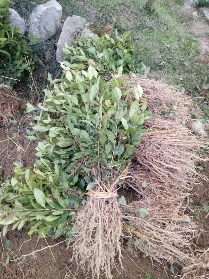 茶苗产地直供！苗好，粗壮，根系发达，成活率高，欢迎新老顾