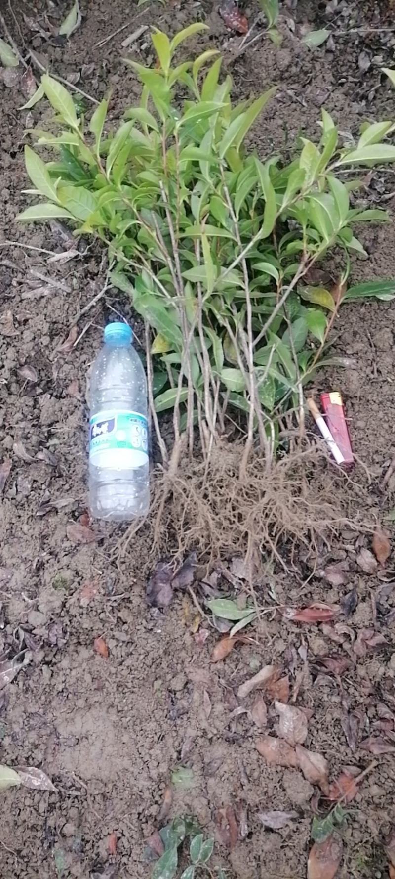 茶苗产地直供！苗好，粗壮，根系发达，成活率高，欢迎新老顾