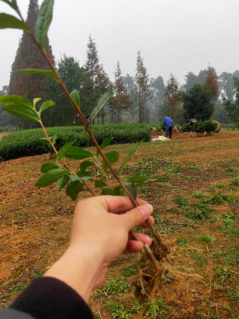 茶苗产地直供！苗好，粗壮，根系发达，成活率高，欢迎新老顾