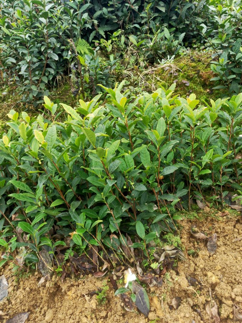 茶苗产地直供！苗好，粗壮，根系发达，成活率高，欢迎新老顾