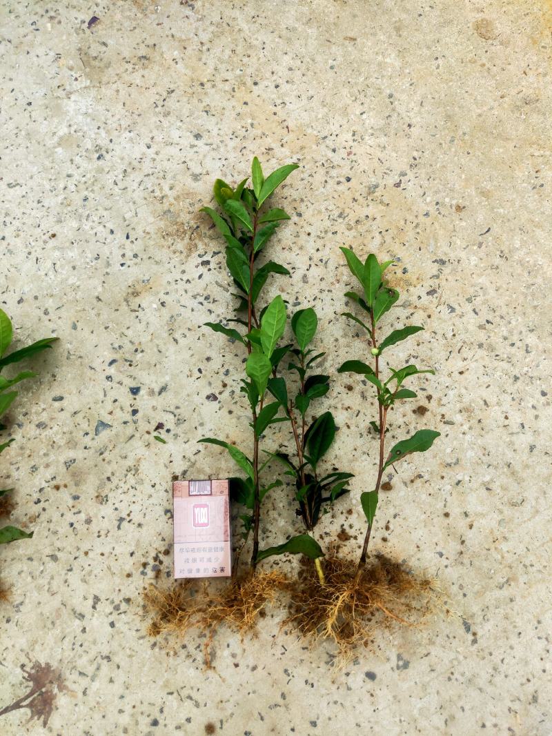 茶苗产地直供！苗好，粗壮，根系发达，成活率高，欢迎新老顾