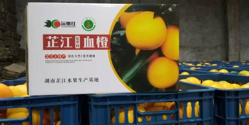 血橙苗塔罗科血橙苗中华血橙苗，自有挂果园采枝嫁接育苗