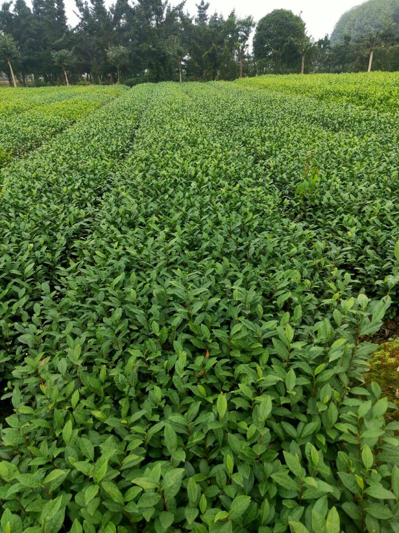 茶苗产地直供！苗好，粗壮，根系发达，成活率高，欢迎新老客