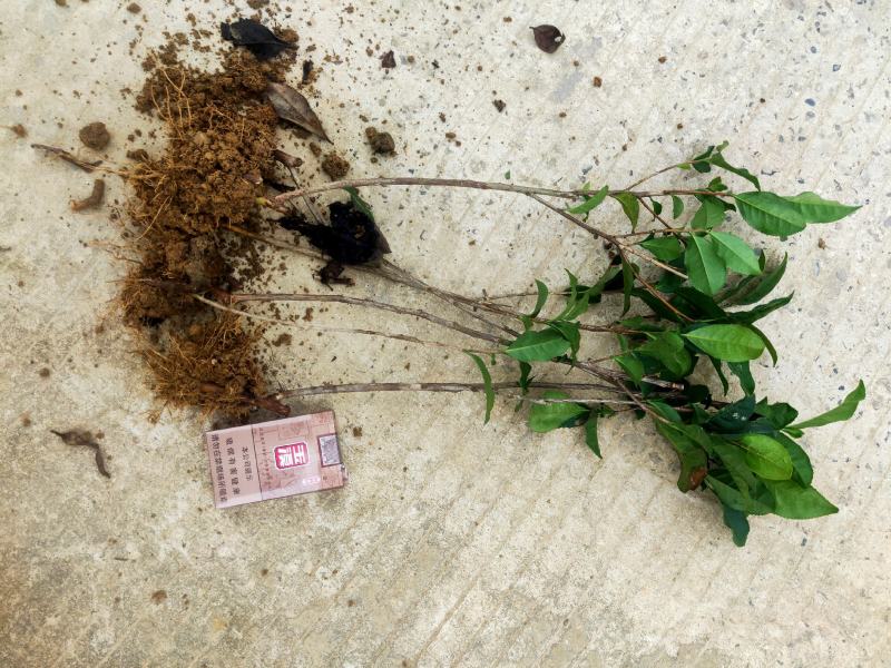 茶苗产地直供！苗好，粗壮，根系发达，成活率高，欢迎新老客