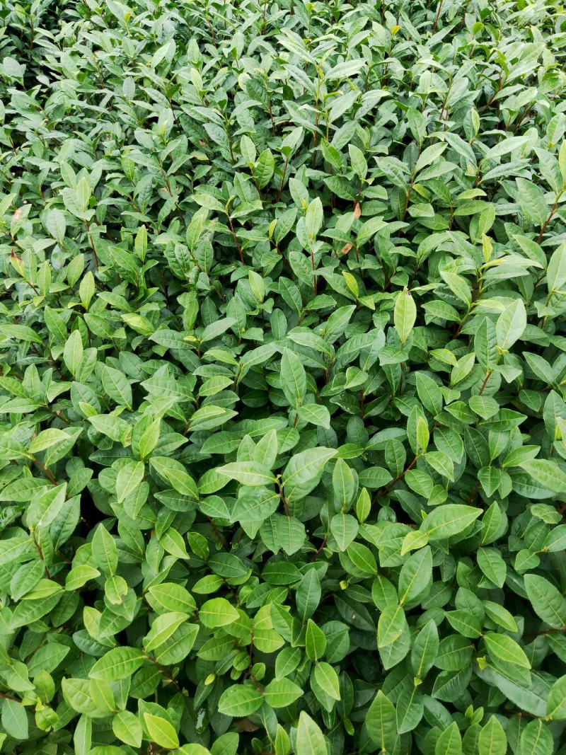 茶苗产地直供！苗好，粗壮，根系发达，成活率高，欢迎新老客