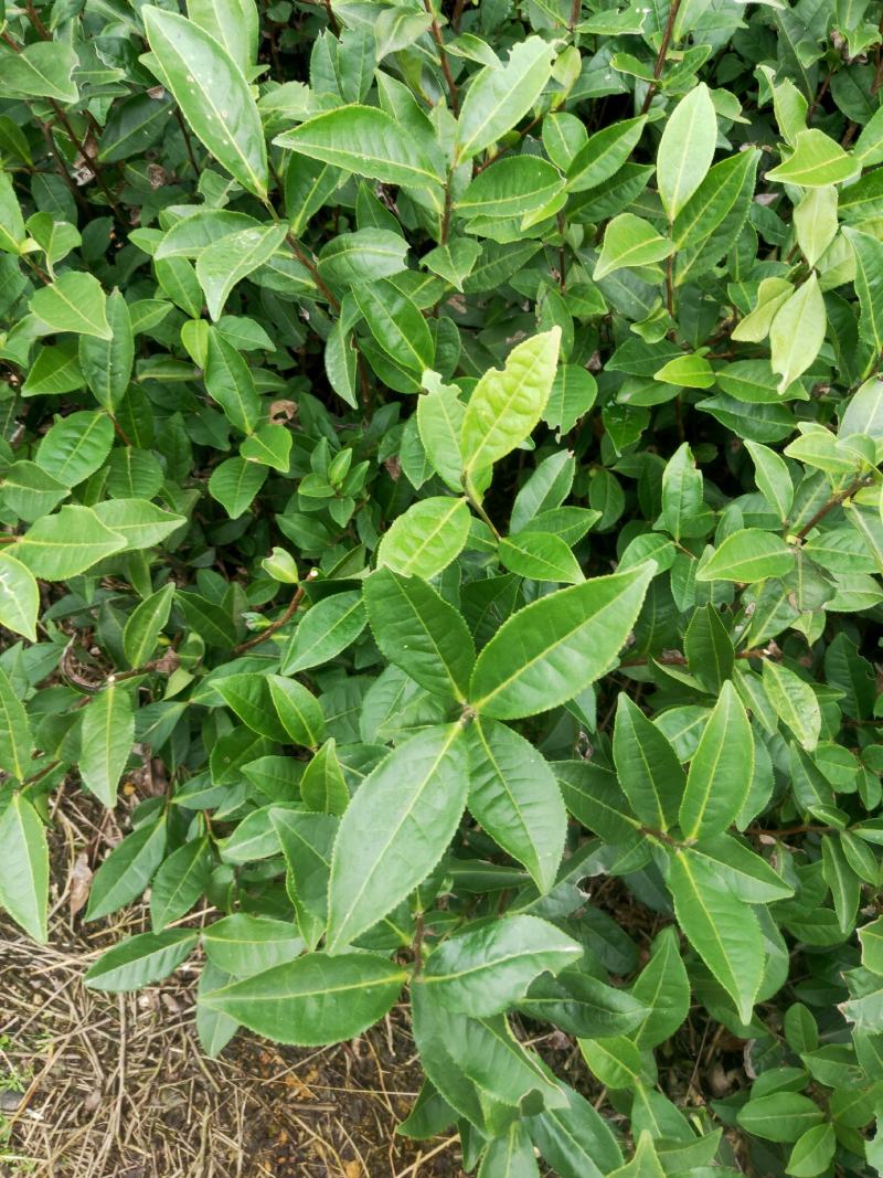 茶苗产地直供！苗好，粗壮，根系发达，成活率高，欢迎新老客