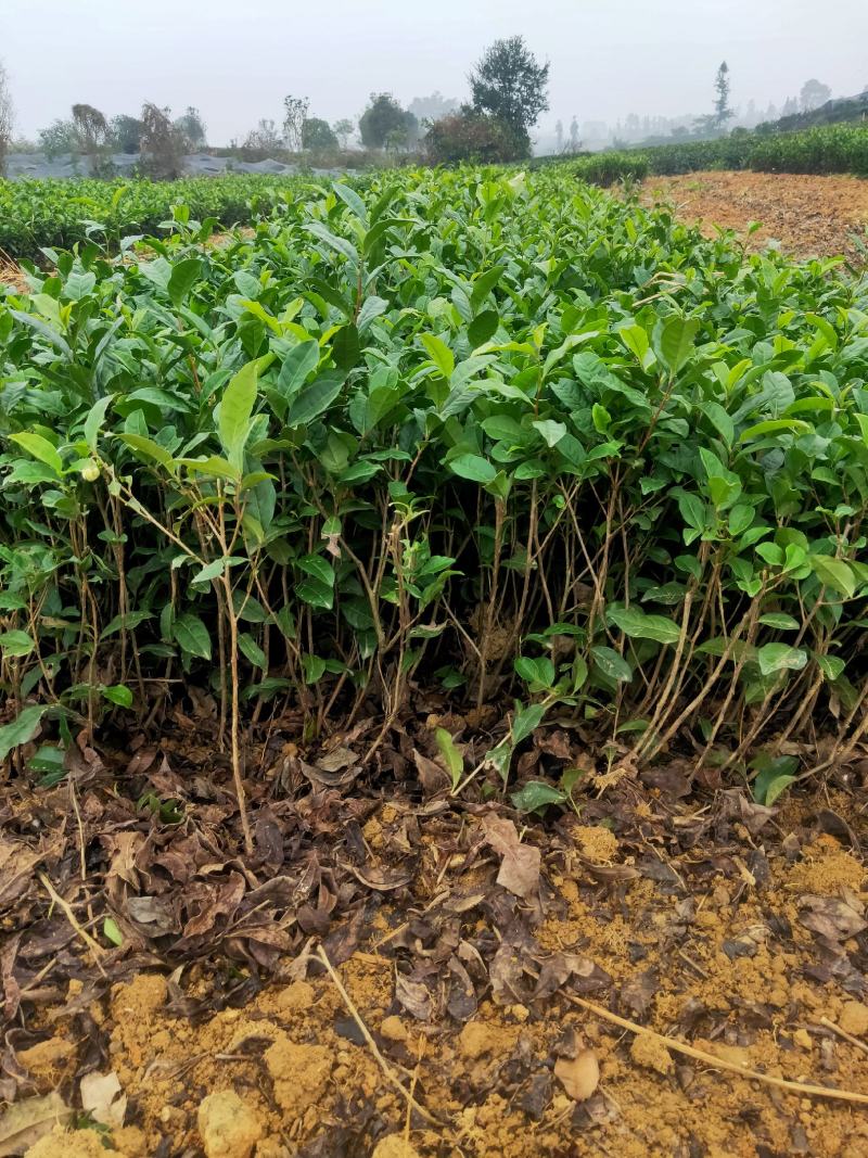 茶苗产地直供！苗好，粗壮，根系发达，成活率高，欢迎新老客
