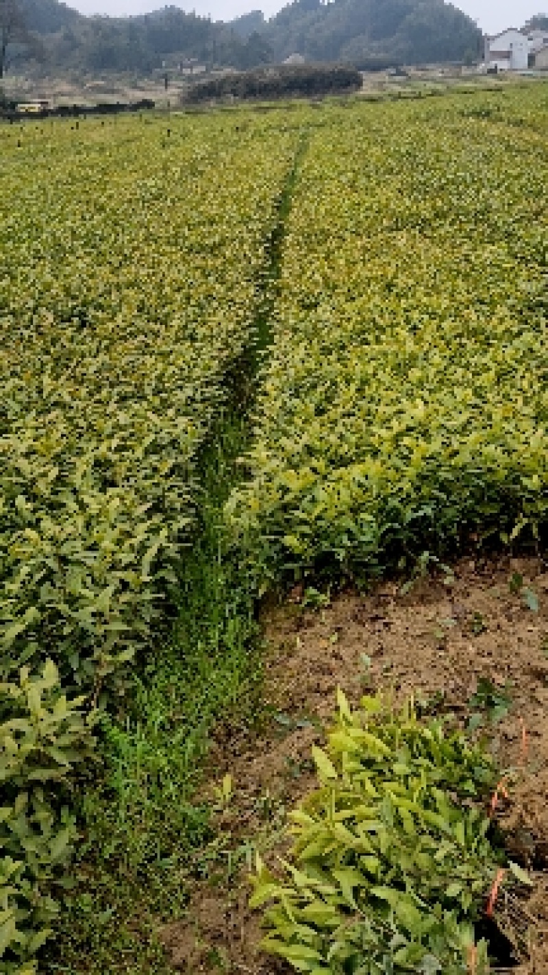 良种茶苗基地！品种十多种，中大小叶型都有！基地可参观考察