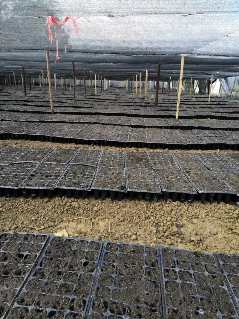良种茶苗基地！品种十多种，中大小叶型都有！基地可参观考察