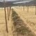 良种茶苗基地！品种十多种，中大小叶型都有！基地可参观考察