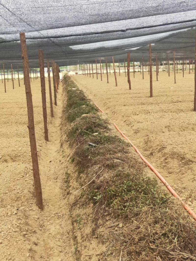 良种茶苗基地！品种十多种，中大小叶型都有！基地可参观考察