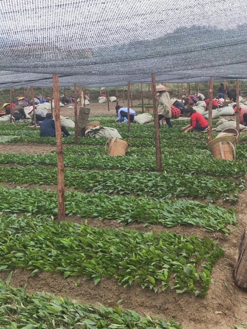 良种茶苗基地！品种十多种，中大小叶型都有！基地可参观考察
