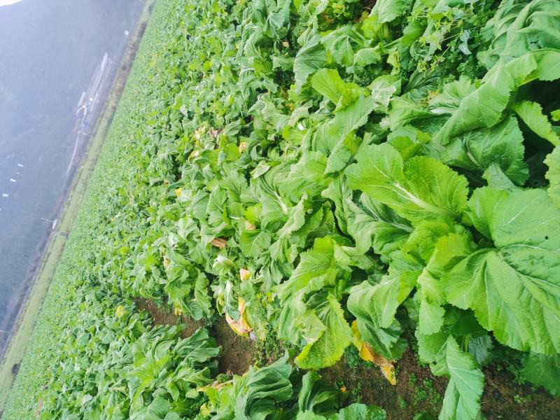 黔西南州兴义市十里坪又大又靓儿菜