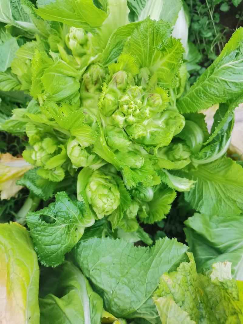 黔西南州兴义市十里坪又大又靓儿菜