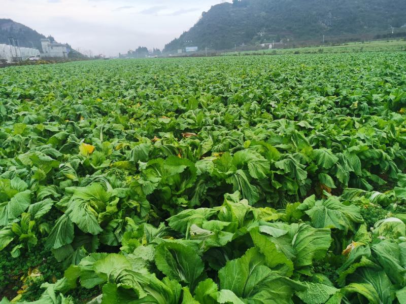 黔西南州兴义市十里坪又大又靓儿菜