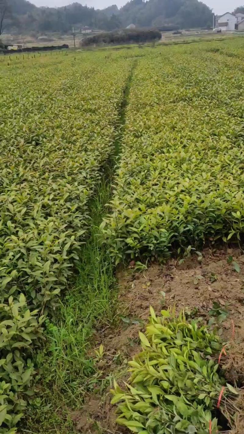 茶苗产地直供！苗好，粗壮根系发达，成活率高，欢迎新老顾客