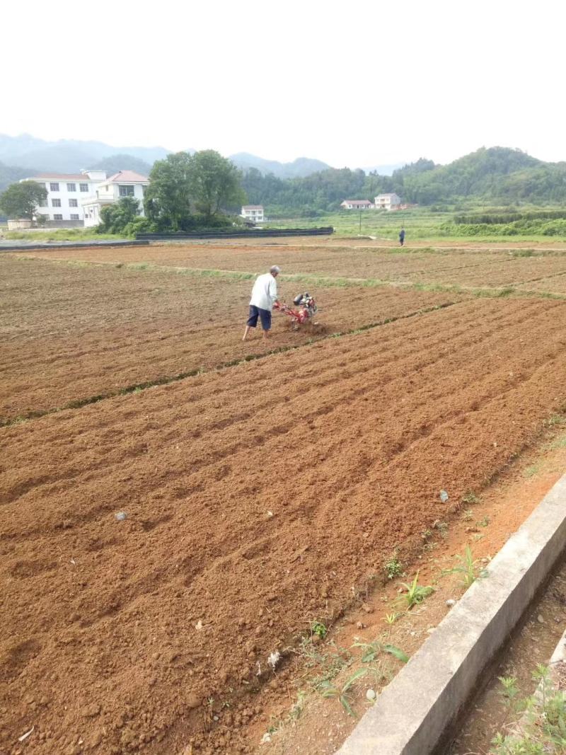 茶苗产地直供！苗好，粗壮根系发达，成活率高，欢迎新老顾客