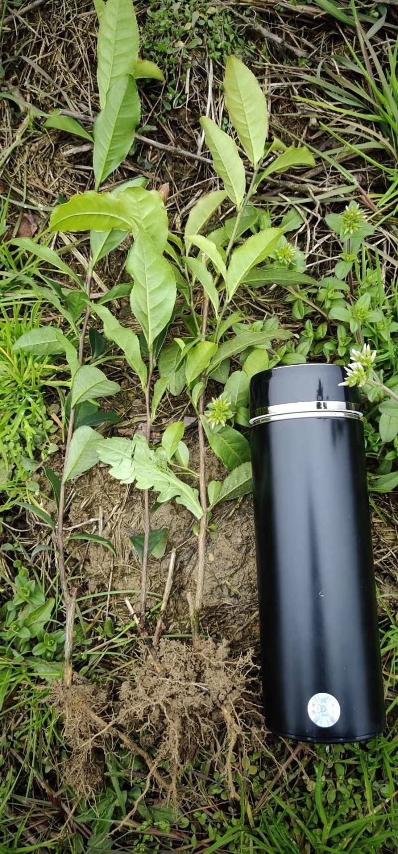 茶苗产地直供！苗好，粗壮根系发达，成活率高，欢迎新老顾客