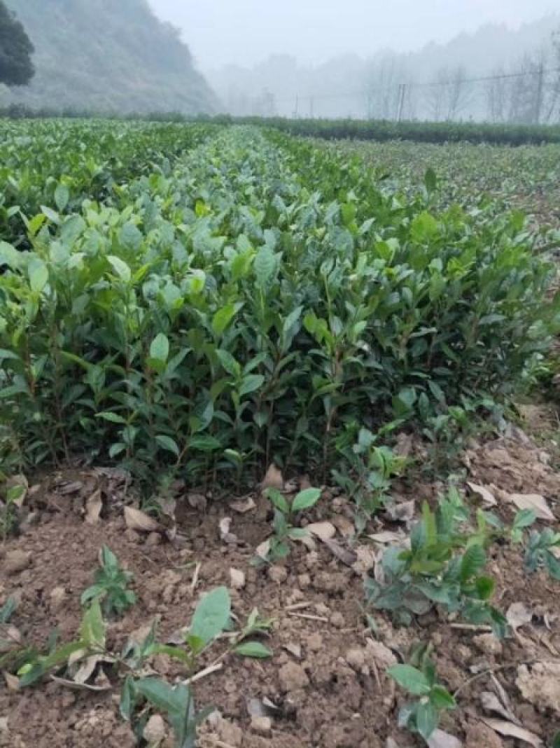 茶苗产地直供！苗好，粗壮根系发达，成活率高，欢迎新老顾客