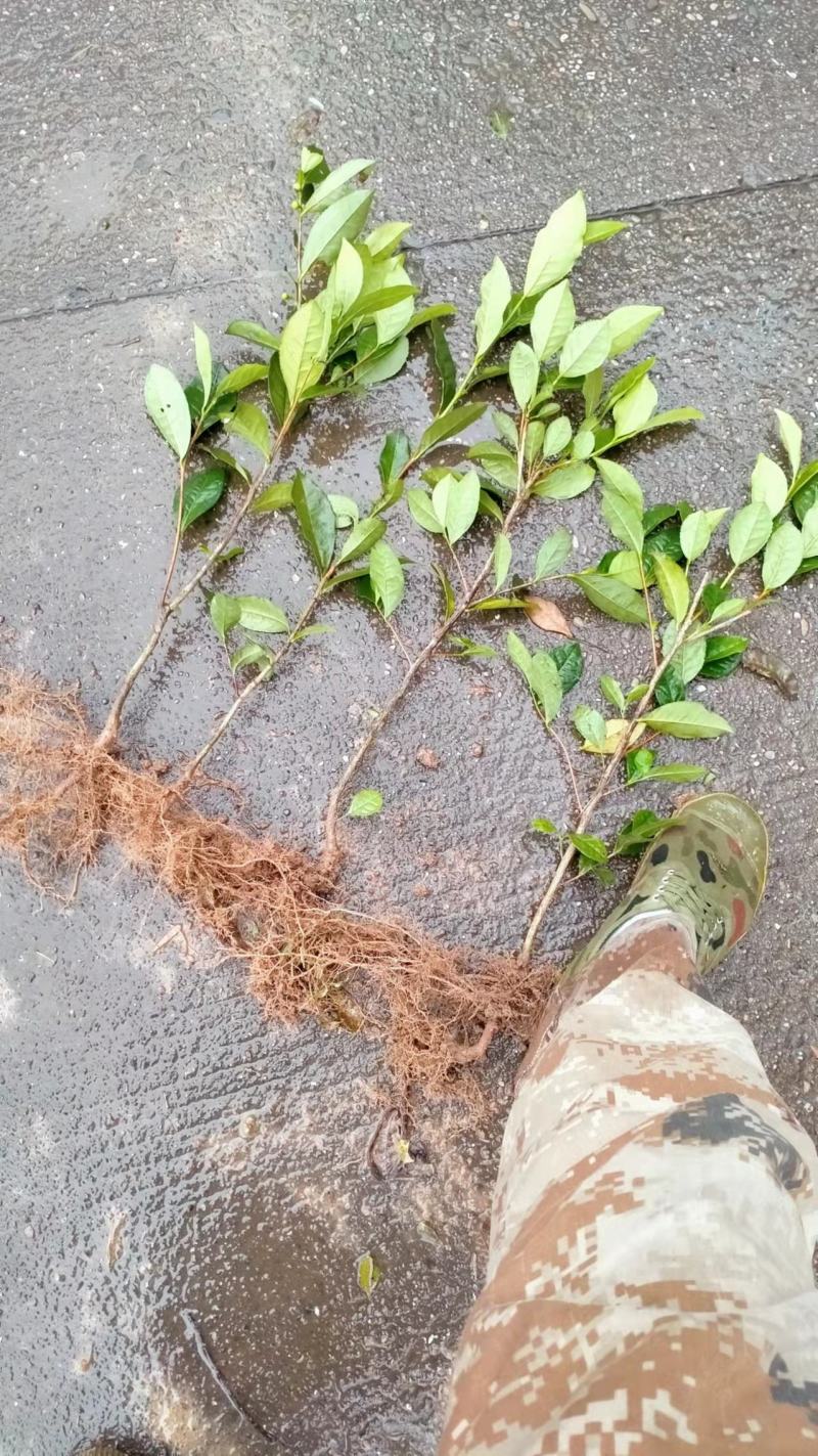 茶苗产地直供！苗好，粗壮根系发达，成活率高，欢迎新老顾客